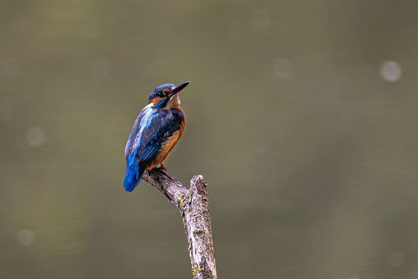 Eisvogel