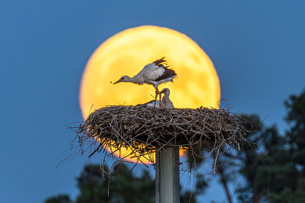 Storchenfamilie im Vollmondlicht