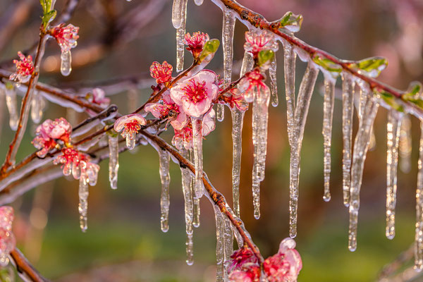 Vereiste Pfirsichblüten bei Neustadt