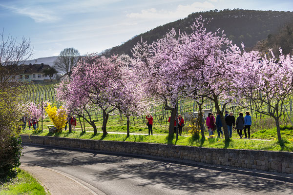 Mandelblüte bei Gimmeldingen