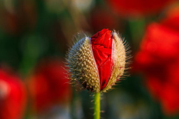 Blumenwiese bei Freimersheim