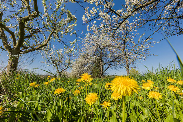 Kirschblüte bei Freinsheim