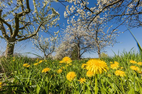 Kirschblüte bei Freinsheim