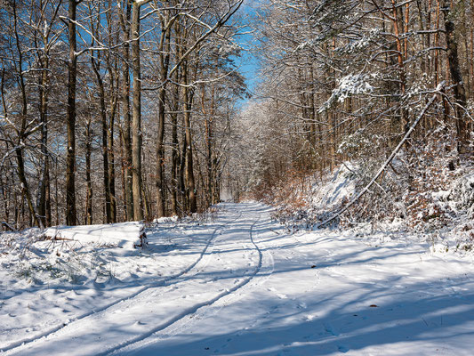 Winterwald bei Annweiler