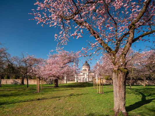 Kirschblüte im Schwetzinger Schlossgarten