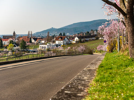 Mandelblüte in Gimmeldingen