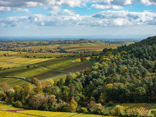 Herbstlandschaften bei Birkweiler