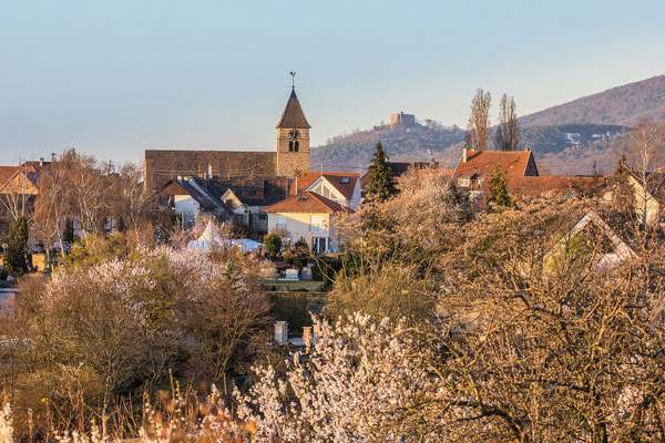 Mandelblüte in Gimmeldingen