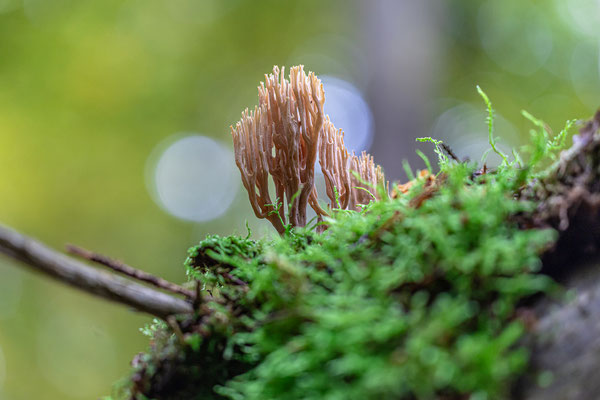 Pilzwelt im Modenbachtal