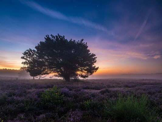 Toller Morgen in der Mehlinger Heide