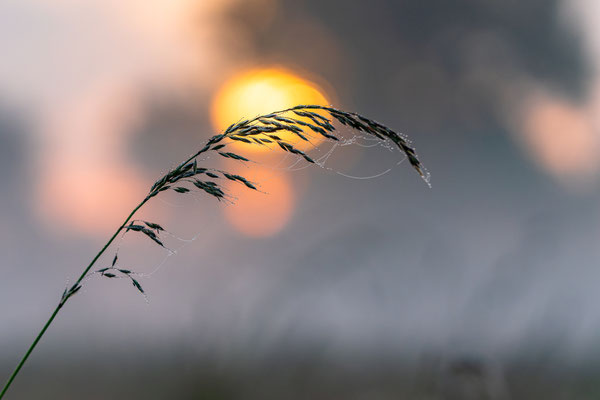 Morgenstimmung im feuchten Wiesengrund