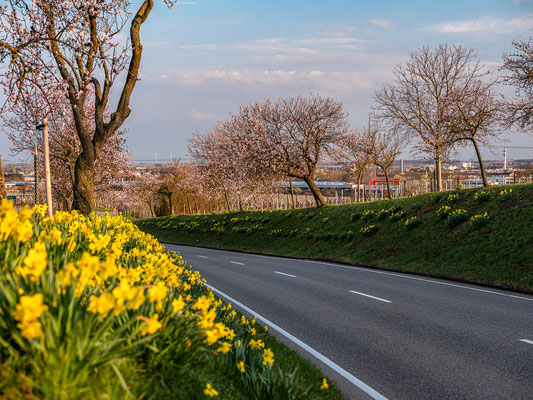 Frühling in Nussdorf