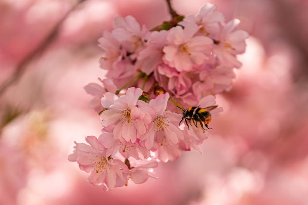 Zierkirschenblüte in Neustadt