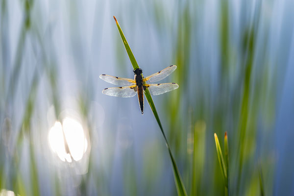 frisch geschlüpfte Vierflecklibelle