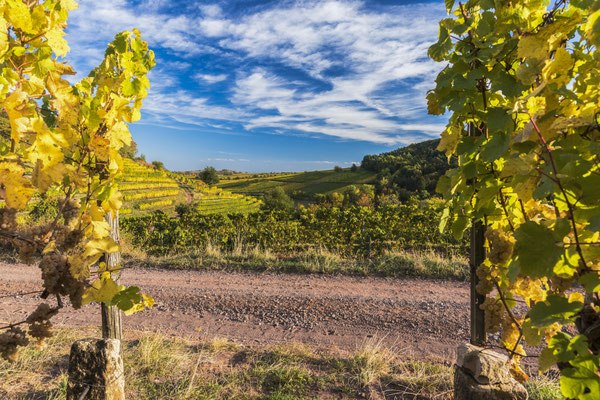 Historische Weinberge in der Südpfalz, 75 x 50 cm, Alu-Dibond, Rückseitige Hängung mit Aluminiumschiene, 200 €