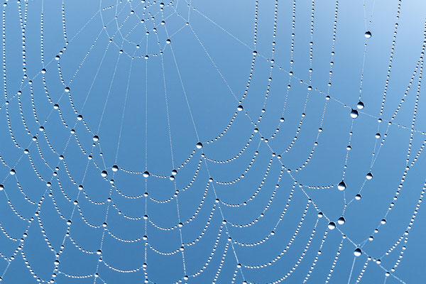 Taunasses Spinnennetz im Pfälzerwald