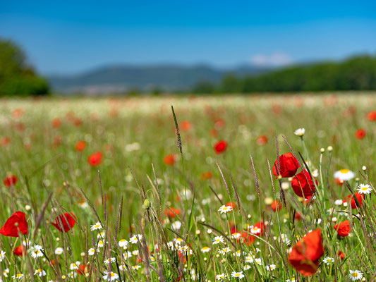 Wildblumenwiese bei Freimersheim