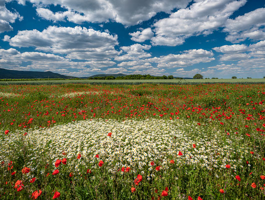 Wildblumenwiese bei Diedesfeld