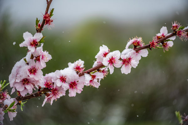 Später Wintereinbruch in Neustadt