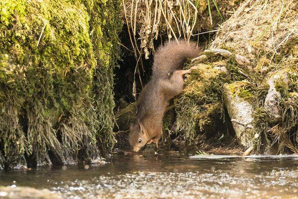Durstiges Eichhörnchen an der Quelle des Doubs im franz. Jura
