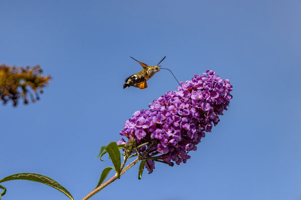 Taubenschwänzchen