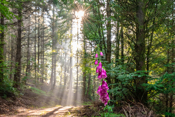 Frühnebel an der Kalmit