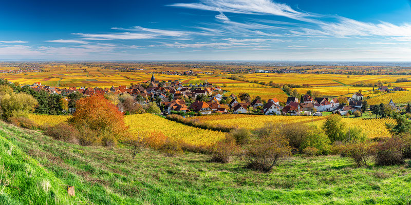 Burrweiler im goldenen Herbst, 120 x 60 cm, Alu-Dibond, Rückseitige Hängung mit Aluminiumschiene, 320 €