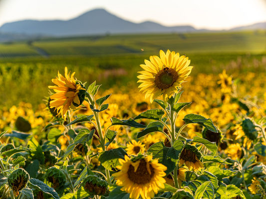 Sonnenblumenfeld bei Godramstein