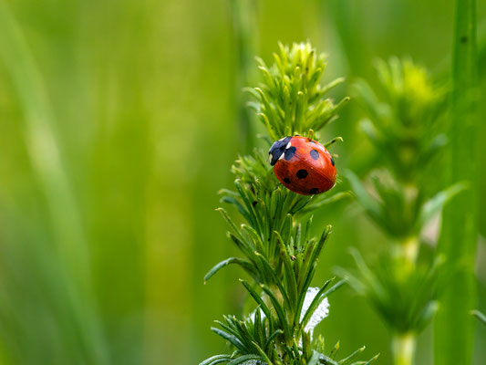 Marienkäfer auf einer Wildblumenwiese bei Duttweiler