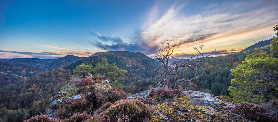 Abendstimmung auf einem Fels im Pfälzerwald