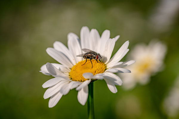 Blumenwiese bei Duttweiler