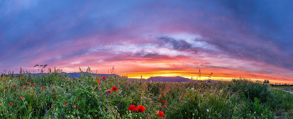 Sonnenuntergang bei Neustadt