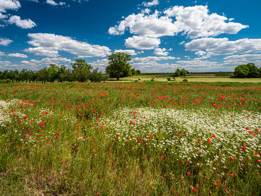 Wildblumenwiese bei Diedesfeld