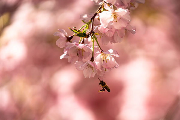 Zierkirschblüte in Neustadt