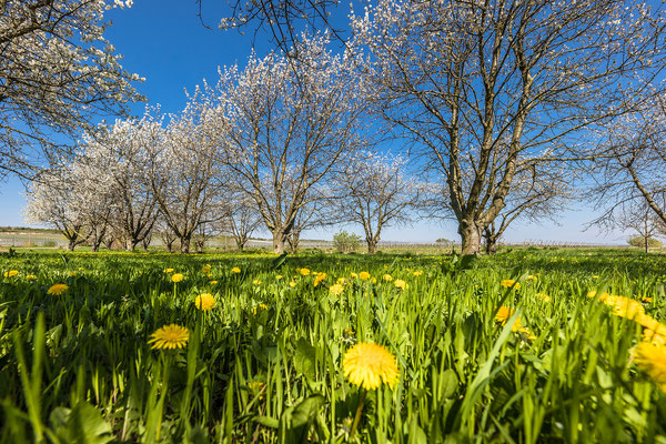 Kirschblüte bei Freinsheim