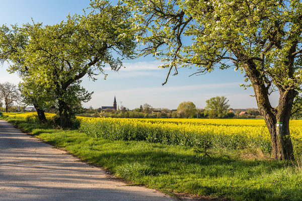 Rapsblüte bei Schweighofen