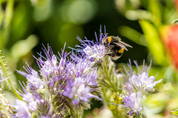 Auf einer Wildblumenwiese bei Diedesfeld