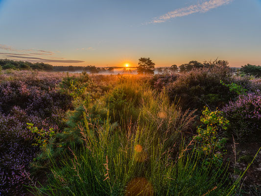 Bodennebel in der Mehlinger Heide