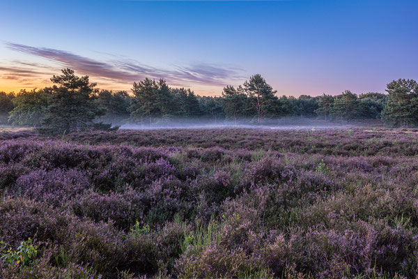Blütezeit in der Mehlinger Heide