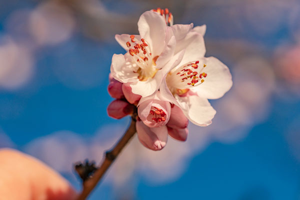 Bereits Anfang Februar: erste Mandelblüte bei Gimmeldingen