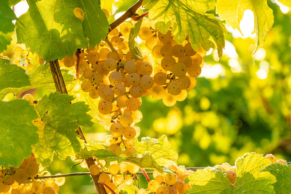Goldener Herbst bei Deidesheim