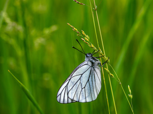Baumweißling auf einer Wildblumenwiese bei Duttweiler
