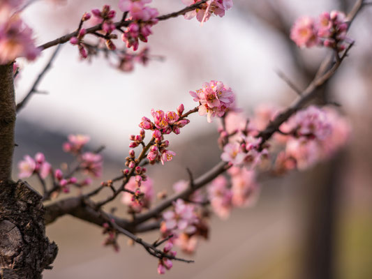 Mandelblüte in Gimmeldingen