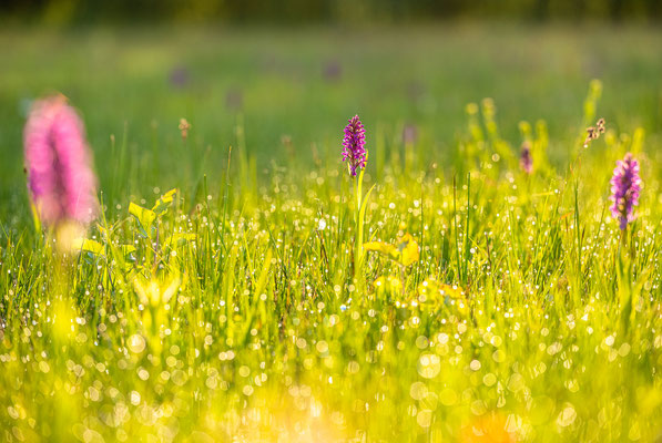 Orchideen bei Geinsheim