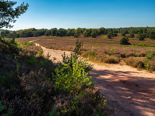 Mehlinger Heide