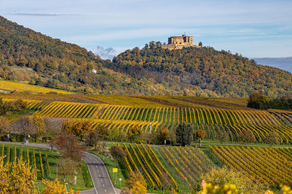 Herbstfarben in der Pfalz