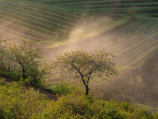 Dichter Morgennebel bei Birkweiler