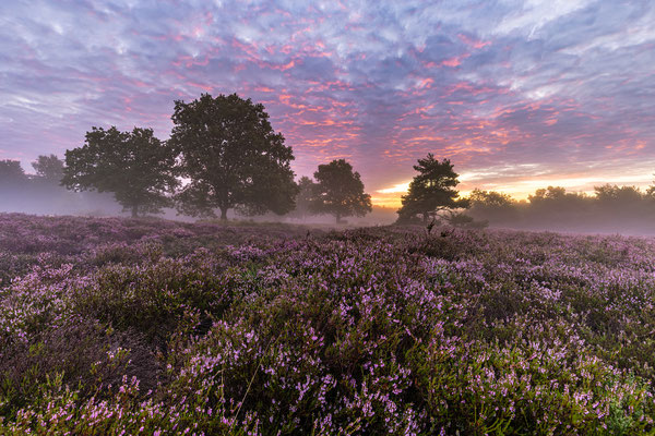 Nebliger Sonnenaufgang in der Mehlinger Heide