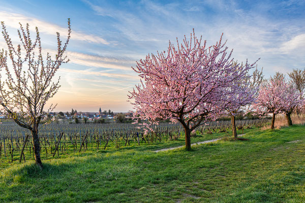 Mandelblüte bei Gimmeldingen