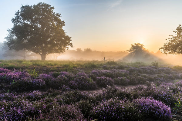 Sonnenaufgang in der Mehlinger Heide